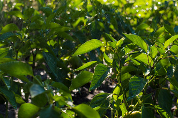 green pepper bushes in the garden