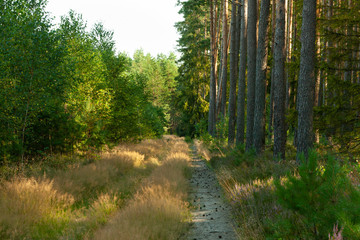 a landscape inside the forest, morning sunny day,the road is covered with golden grass