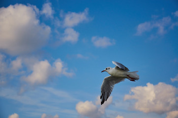 Seagull in blue sky clouds. Seagull flying in blue sky. Seagull flying in sky. Seagull flying sky
