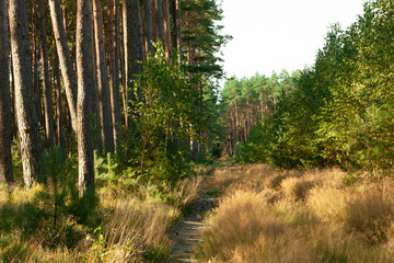 a landscape inside the forest, morning sunny day,the road is covered with golden grass