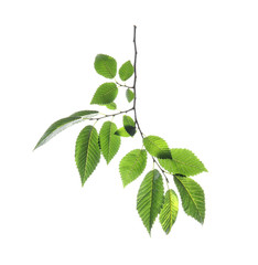 Branch of elm tree with young fresh green leaves isolated on white. Spring season
