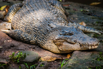 The saltwater crocodile (Crocodylus porosus) is a crocodilian native to saltwater habitats and brackish wetlands, one of the biggest and the largest crocodile.