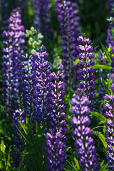 Lupinus field with pink purple, blue and violet flowers. Lupinus meadow.