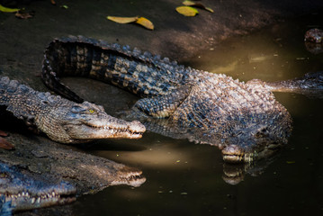The saltwater crocodile (Crocodylus porosus) is a crocodilian native to saltwater habitats and brackish wetlands, one of the biggest and the largest crocodile.