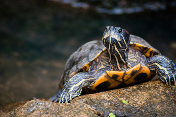 Brazilian turtle or Red-eared slider / terrapin sunbathing. Red-eared slider is the most popular pet turtle in the United States and is also popular as a pet in the rest of the world