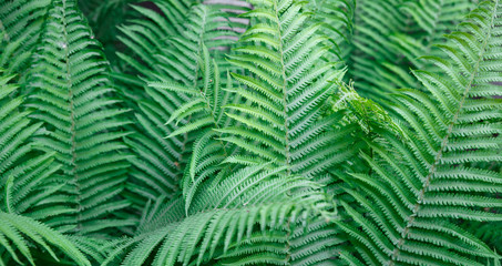 Fototapeta na wymiar Fern leaves. Solid Background of green fern. Texture of tropical plants. Nature concept. Fern leaf in Forest. Summer poster.