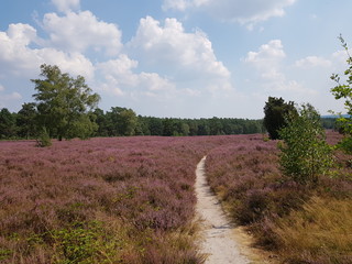 Typical heathland, family Ericaceae in Northern Germany.