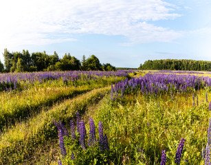 Lupinus field with pink purple, blue and violet flowers. Lupinus meadow. Summer flowers background.