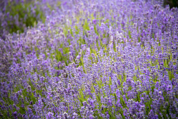 Obraz premium field of lavender flowers in England