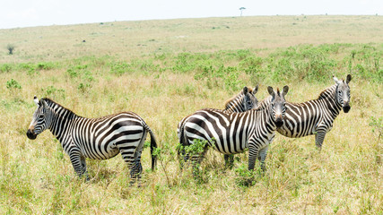 Fototapeta na wymiar Zebras in Masai Mara, Kenya