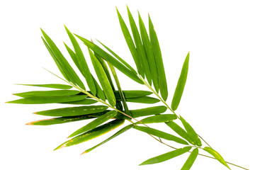 Bamboo leaf with sunburns on a white background with clipping path.