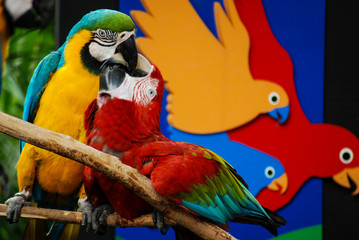 Pair of scarlet macaw playing with each other