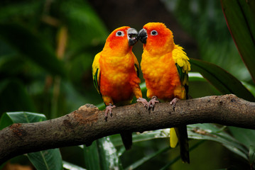 Adorable & cute pair of sun conure birds playing with each other