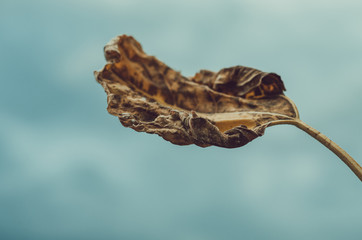 Moody cloudy autumn vibe close up of a dried and withered yellow sunflower leaf against dark blue sky before storm
