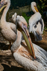Pelikan