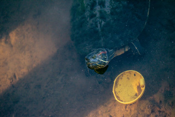 Red Slider Turtle in Pond with Plastic Pollution