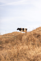 Black and white cow on a hill ,on the background of sky and grass