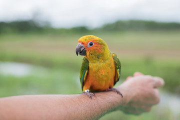  suncorno parrot on the arm outside the cage