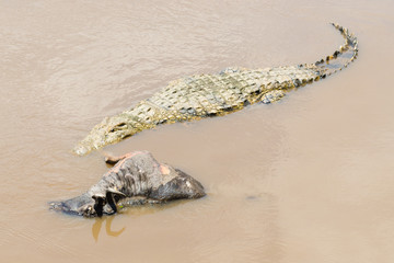 Nile crocodile waiting for a submerged wildebeest carcass to rot, Mara river, Maasai Mara, Kenya