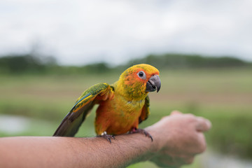  suncorno parrot on the arm outside the cage