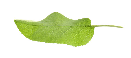 Fototapeta premium Green leaf of apple tree isolated on white