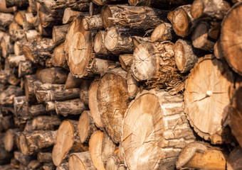 Cutted wood,gathered together in a pile. Cutted forest.