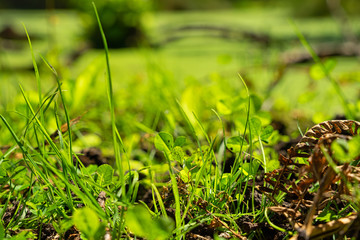 woodland floor