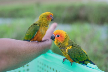 suncorno parrot on the arm outside the cage