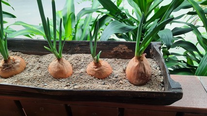 onions in a pot