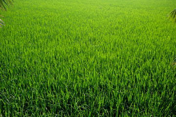 green rice field