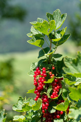 Rote Johannisbeeren, Trübeli - Ribes rubrum