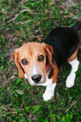 Happy puppy beagle dog having fun in green grass