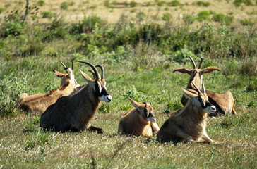 antilope rouanne, Hippotragus equinus,antilope cheval,Afrique du Sud