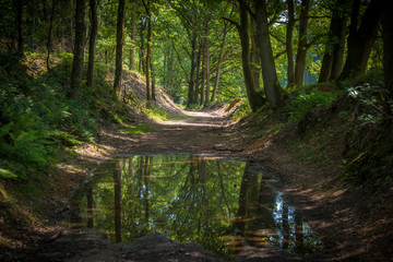 A puddle in the middle of a hollow of sunken road, reflecting the trees of the avenue, at estate Heuven, Veluwe, the Netherlands.