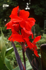 Canna, variété Vainqueur
