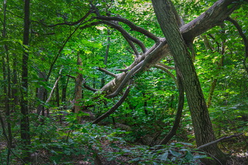 In the Siberian taiga. A fallen tree lies in a dense coniferous forest