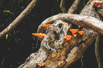 orange mushroom growing on decomposing wood in rainforest