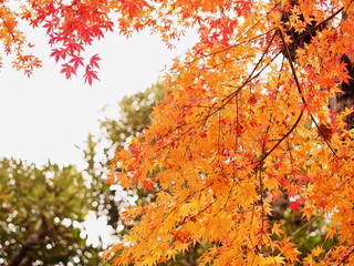 紅葉する木々
