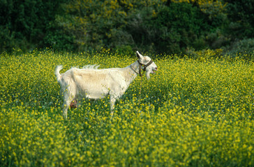 Chèvre, race Crètoise, Capra aegagrus hircus