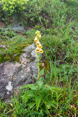 Grossblütiger Fingerhut - Digitalis grandiflora