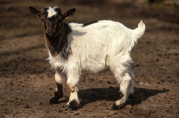 Chèvre, chevreau, race Somalie aegagrus hircus