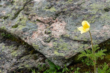 Schwefelanemone, Gelbe Alpen-Kuhschelle oder Küchenschelle - Pulsatilla alpina