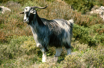 Chèvre, race Syrienne, Capra aegagrus hircus