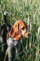 Happy puppy beagle dog having fun in green grass