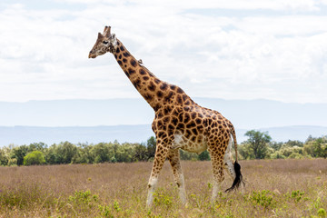 Naklejka na ściany i meble Masai giraffe (Giraffa Camelopardalis Tippelskirchii) walking in Maasai Mara National Reserve, Kenya