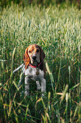 Happy puppy beagle dog having fun in green grass