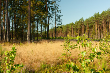 A landscape in the forest, a sunny morning day, a clearing overgrown with golden grass
