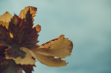 Autumn leaves against dark blue cloud sky, concept moody fall/autumn