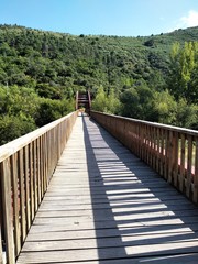 wooden bridge in the forest