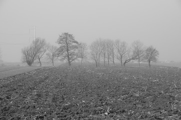 Poranna zimowa mgła nad polami - obrazy, fototapety, plakaty